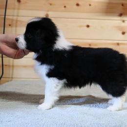 AKC Grand Champion Sired (BM2) - Black male Border Collie puppy in Noble, Oklahoma from CheckItOut Border Collies