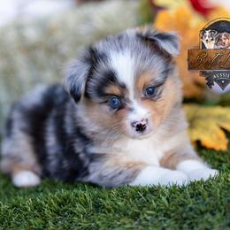 Doc - Blue merle male Miniature American Shepherd puppy in Granbury, Texas from Best Little Aussies
