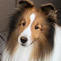 Shetland Sheepdogs from Splendor Shelties