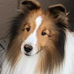 Shetland Sheepdogs from Splendor Shelties