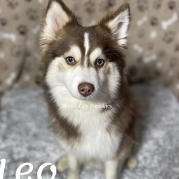 Leo - Pomsky
