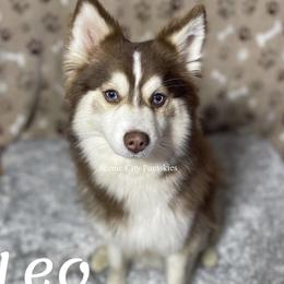 Leo - Pomsky
