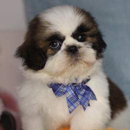 Mister Captain - Tricolor male Shih Tzu puppy in Cartersville, Georgia from Autumn Breeze Shih Tzus and Friends