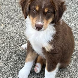 Miniature American Shepherd Puppies from Lone Pine Miniature American Shepherds