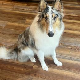Layomie - Collie