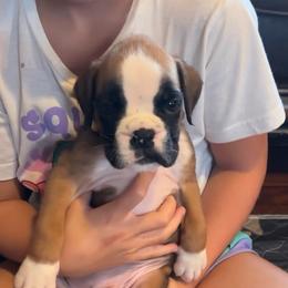 Valor - Fawn male Boxer puppy in Daviess County, Kentucky from Blissful Euro Boxers & French Bull Dogs