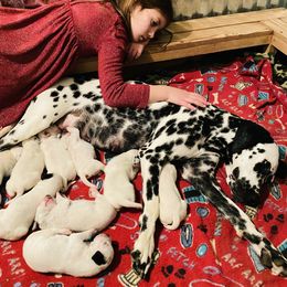 Dalmatian Puppies from Smart Dalmatians