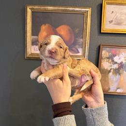 Poppy - Yellow and white female Bernedoodle puppy in Yuba City, California from Ranch House Doodles