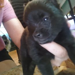 Frannie - Black female Pomsky puppy in Pinconning, Michigan from Pinny Pomskies