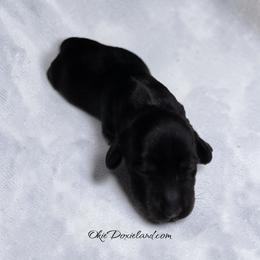 Tripp - Black and cream male Dachshund puppy in Oklahoma City, Oklahoma from OkieDoxieland Dachshunds