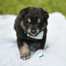 Dahlia - Black and white female Alaskan Malamute puppy in Kingston, Tennessee from North Shore Alaskan Malamutes