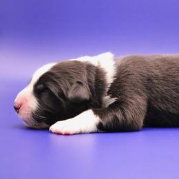 Fluke (Blue collar) - Black and white male Border Collie puppy in Boiling Springs, South Carolina from Top Notch Border Collies