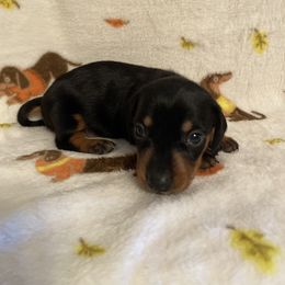 Chloe black n tan white chest - Black and tan female Dachshund puppy in Springfield, Tennessee from Savannah’s Doxie Palace