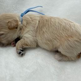 Ace - Apricot male Maltipoo puppy in Turlock, California from 209PuppiesCaliforniaMaltipoo