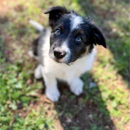 Boy 5 - Tri-color male Border Collie puppy in Oroville, California from Coalcyn Kennels