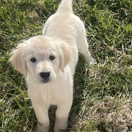 Golden Retriever Puppies from The Golden Garden