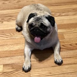 Abby - Pug