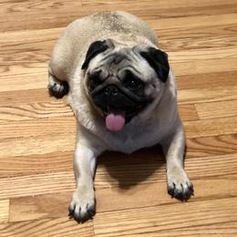 Abby - Pug