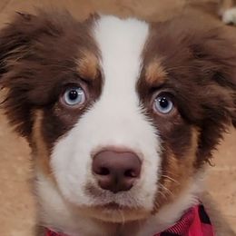 Australian Shepherds from Accelerated Aussies