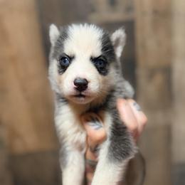 Boy 3 - Black and white male Siberian Husky puppy in Solon Springs, Wisconsin from Werpstead Shorties