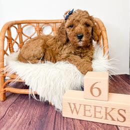 Miami - Red  female Goldendoodle puppy in from Pink Poodles and Doodles