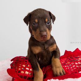 Doberman Pinscher Puppies from Kalora Dobermans