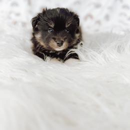 Pomsky Puppies from Lake Point Pomskies