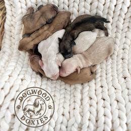 Norman - Cream male Dachshund puppy in Monroe, North Carolina from Dogwood Doxies