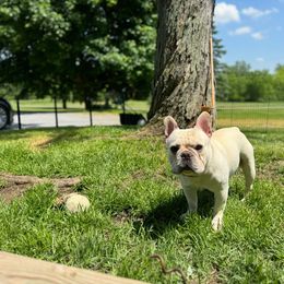 Bowie - French Bulldog