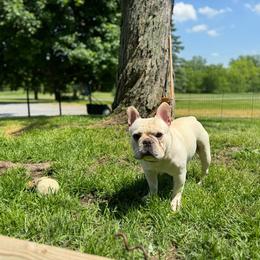 Bowie - French Bulldog
