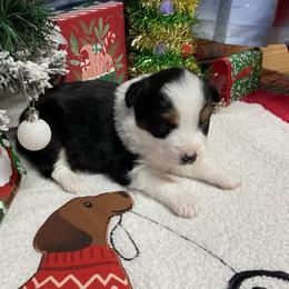 Jade - Black tri female Miniature Australian Shepherd puppy in Signal Mountain, Tennessee from D & D Miniature and Toy Australian Sheppards