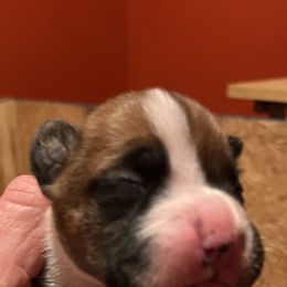 Boxer Puppies from Teressa's Boxers