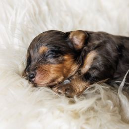 Cavapoo Puppies from Luxe Cavapoo