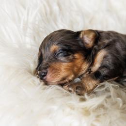Cavapoo Puppies from Luxe Cavapoo
