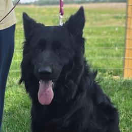 Valor - German Shepherd