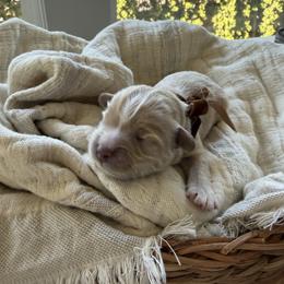 Oskar - Cream male Maltipoo puppy in Vancouver, Washington from Dream Puppies PNW