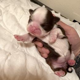 Shih Tzu puppies from Irma's Shih Tzus
