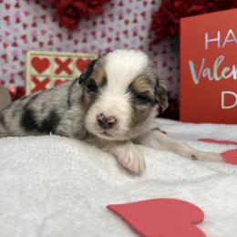 Australian Shepherd Puppies from Copper Top Aussies