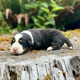 Poison Ivy (Yellow Collar) - Black rust and white female Bernese Mountain Dog puppy in Stanwood, Washington from Butter Cup Pups and Paws