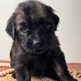 Girl 1 - Pink Collar - Pepper and salt female Giant Schnauzer puppy in St George, Utah from Schnauzer Ranch