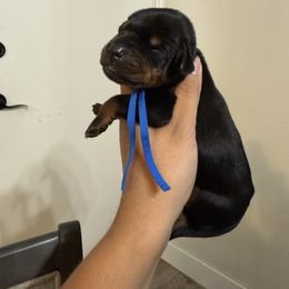 Silas - Black and rust male Doberman Pinscher puppy in Newberg, Oregon from De Mata Dobermann Kennel
