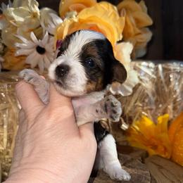 Mitzy - Parti female Yorkshire Terrier puppy in Howe, Oklahoma from Ray Holder