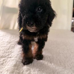 Star - Phantom female Goldendoodle puppy in Luana, Iowa from Country View Bernedoodles and Goldendoodles