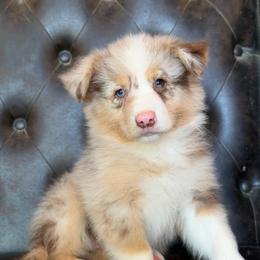 Winnie- Has Tail and Videos- NOSE WILL FILL IN - Red merle female Australian Shepherd puppy in Troy, South Carolina from Lana Corley- Australian Shepherds of 3/W Farms