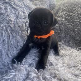REMI   Orange boy 4 - Black male Pug puppy in Onalaska, Washington from Cupid’s Pugs