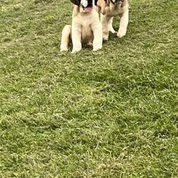 Saint Bernard puppies from Amanda Johnson