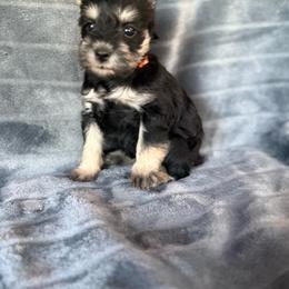 Lila - Black and silver female Miniature Schnauzer puppy in Atoka, Oklahoma from Boggy Depot Cavaliers & Friends