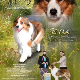 Wage - Border Collie