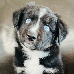 Aster - Black tri male Miniature Australian Shepherd puppy in Sulphur, Oklahoma from Barnyard Aussies