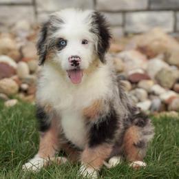 Taffy - Blue merle female Bernedoodle puppy in Dundee, Ohio from Down Home Doodle